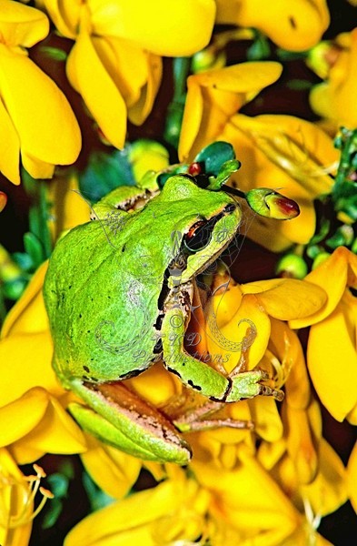 Green Tree Frog - Calif., USA - ANIMALS