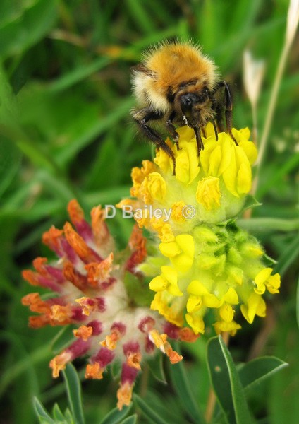 Bee - Mixture A4