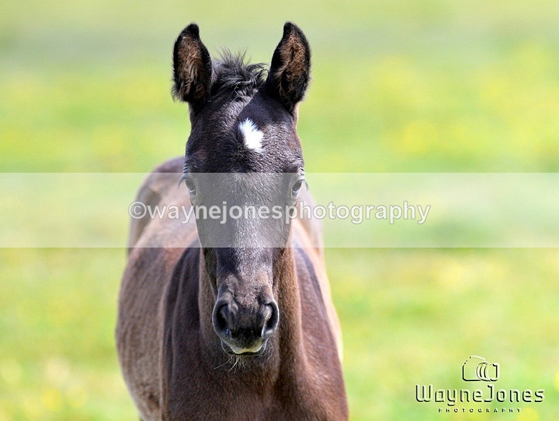 WJ5_4133 - Lyford Stud - Foals 01-06-25