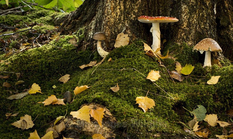 Autumn Fungi - FUNGI (MUSHROOM) IMAGES