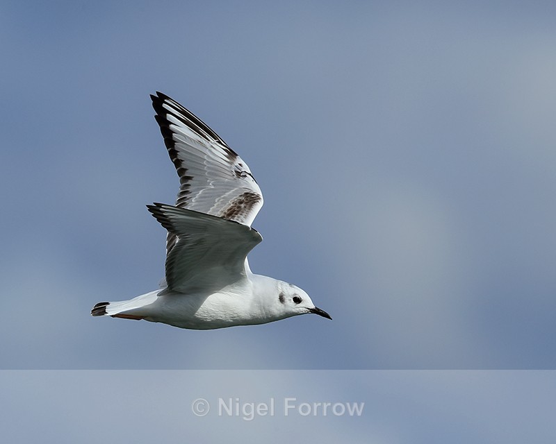 Bonaparte's Gull flying, wings up, Farmoor Reservoir - Bonaparte's Gull