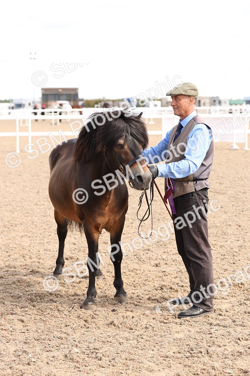 SBM_13999 - Class 205 - IH Show Pony - Show Hunter Pony