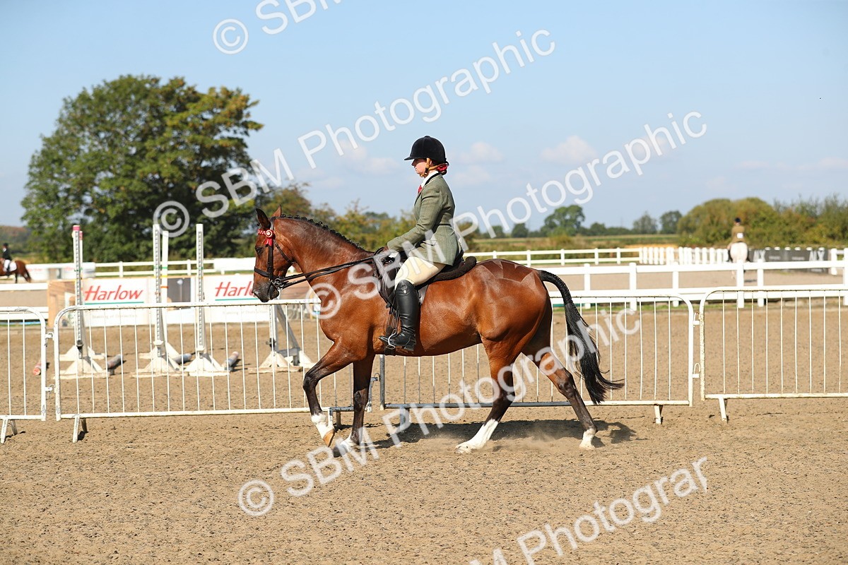 SBM_02237 - Class 43 Ridden Competition Horse/Pony