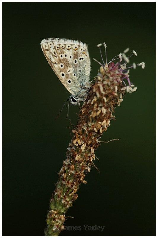 Chalk-hill Blue on Grass - Butterflies, Dragonflies and Demoiselles