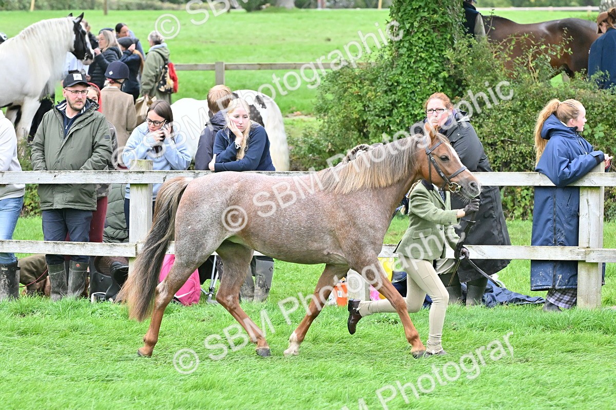 SBM_60981 - S48 - Mountain & Moorland In Hand Small Breeds