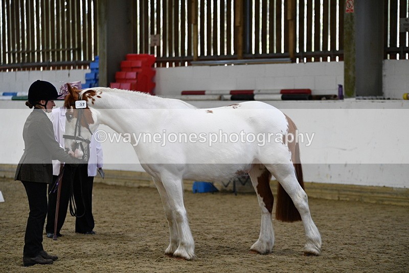 WJ5_5049 - Class 7 In hand coloured / odd coloured