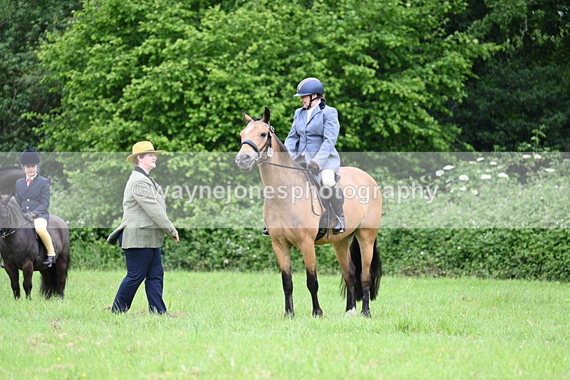 WJ7_3983 - Class 14A Handsome Gelding