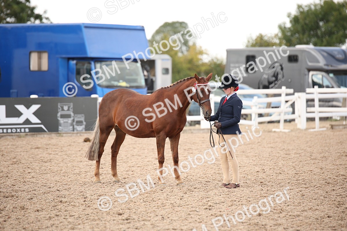 SBM_08220 - Class 27 - IH Competition Horse-Pony
