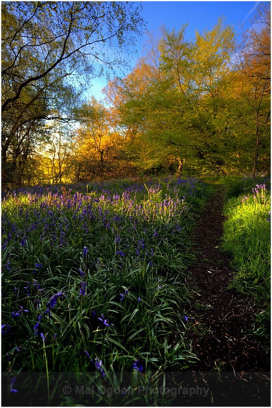 Pinfield Woods #04 - Worcestershire