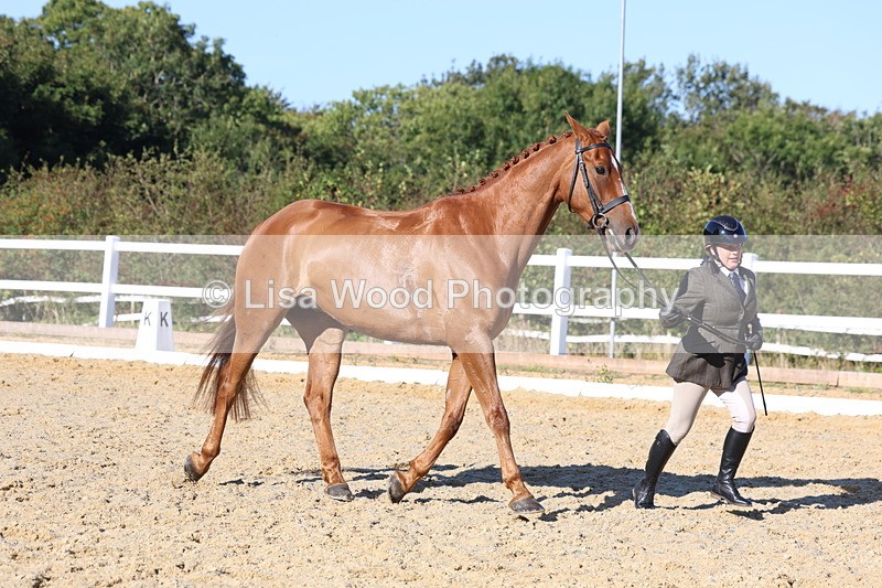 3E7A5222 - Class 7: Novice Ridden Hunter/Hack/RH/Cob