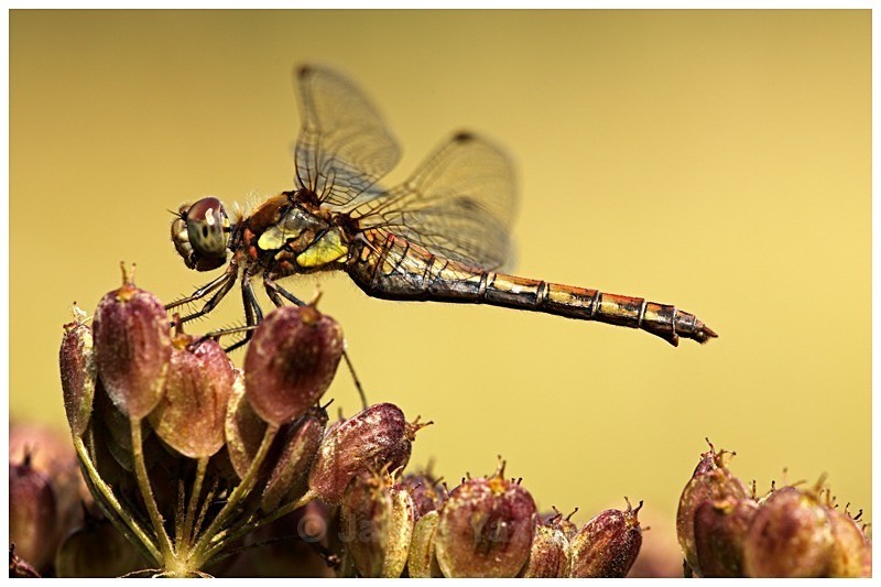 Common Darter on Umbrelliform - The British Wildlife Photography Awards 2009 to 2014