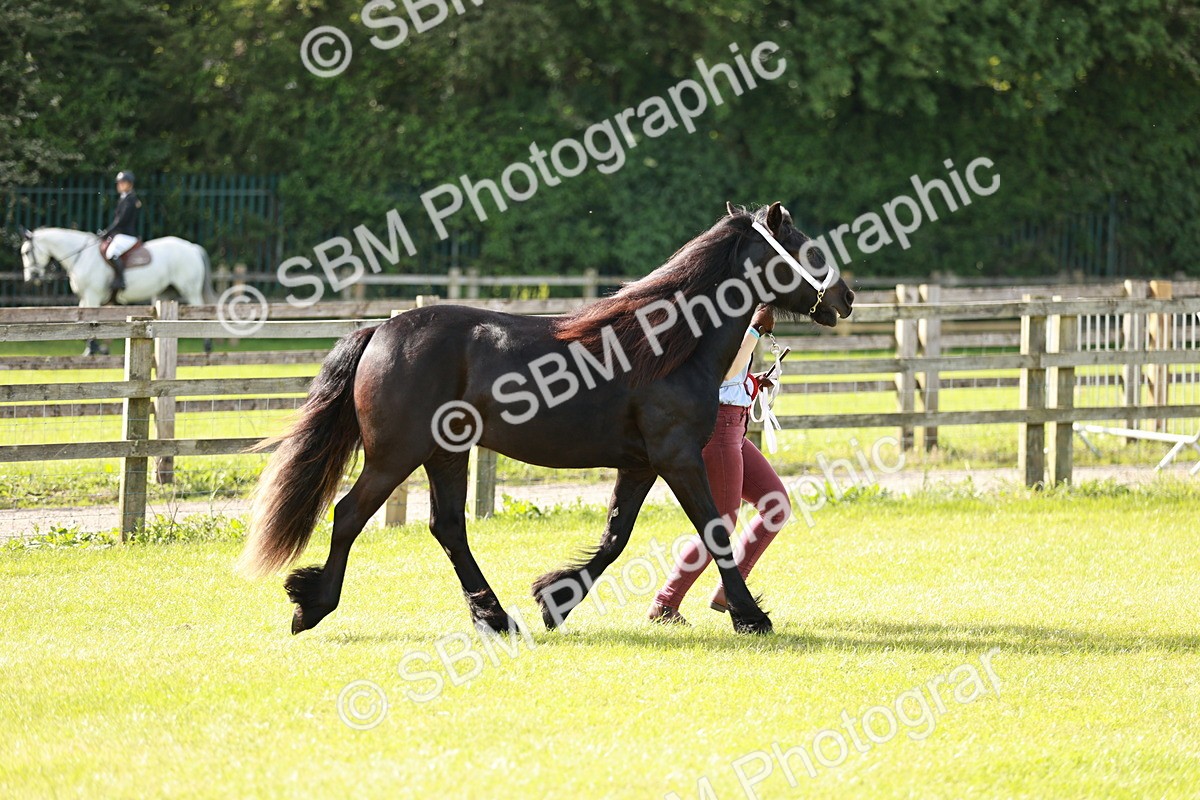 SBM_00889 - Class 14-23 - Mountain & Moorland In Hand Non Welsh