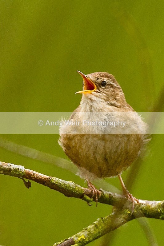20120421-_MG_9666 - Wren & Goldcrest
