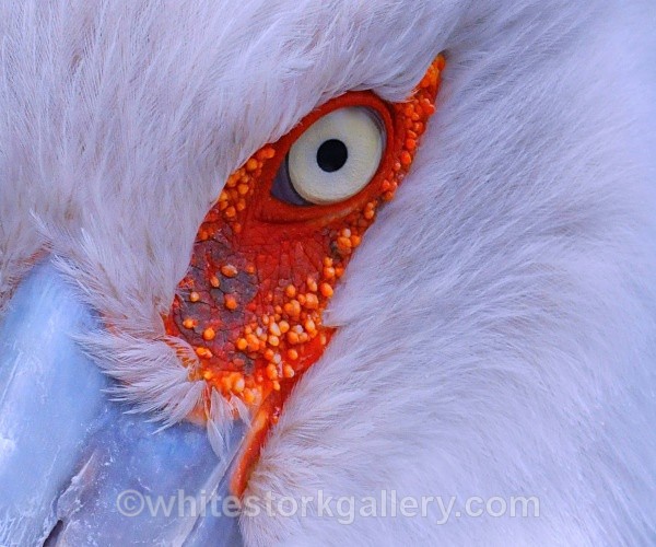 White Stork - Wildlife and Animals