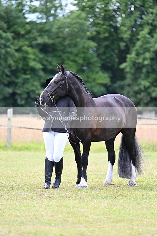 WJ7_7151 - Class 5a Most Handsome Gelding in Hand