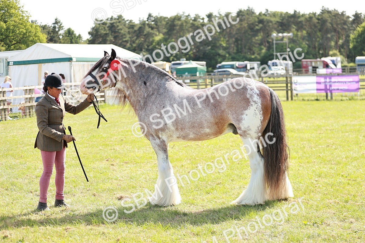 SBM_08884 - Class 63-65 - Traditional Gypsy Cobs In Hand & Ridden