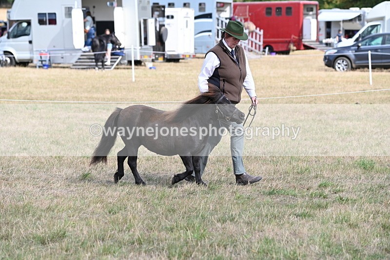 WJ6_6836 - Class 21 Shetland & Mini Horses