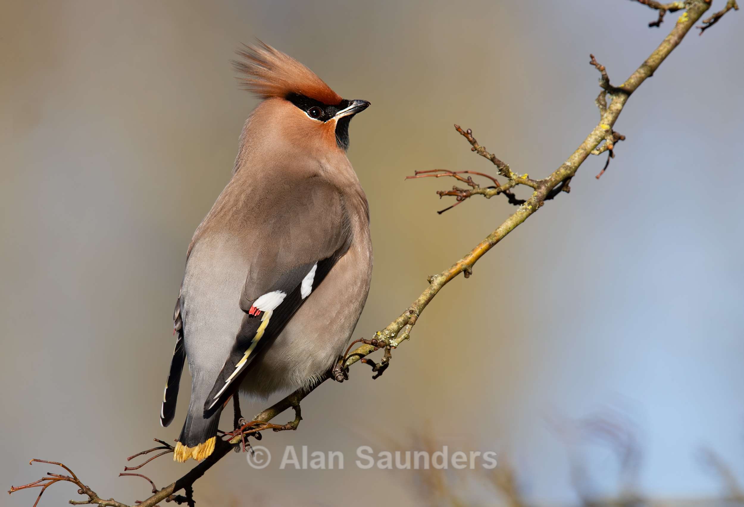 Waxwing 12