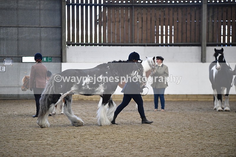 WJ5_4680 - Class 7 In hand coloured / odd coloured