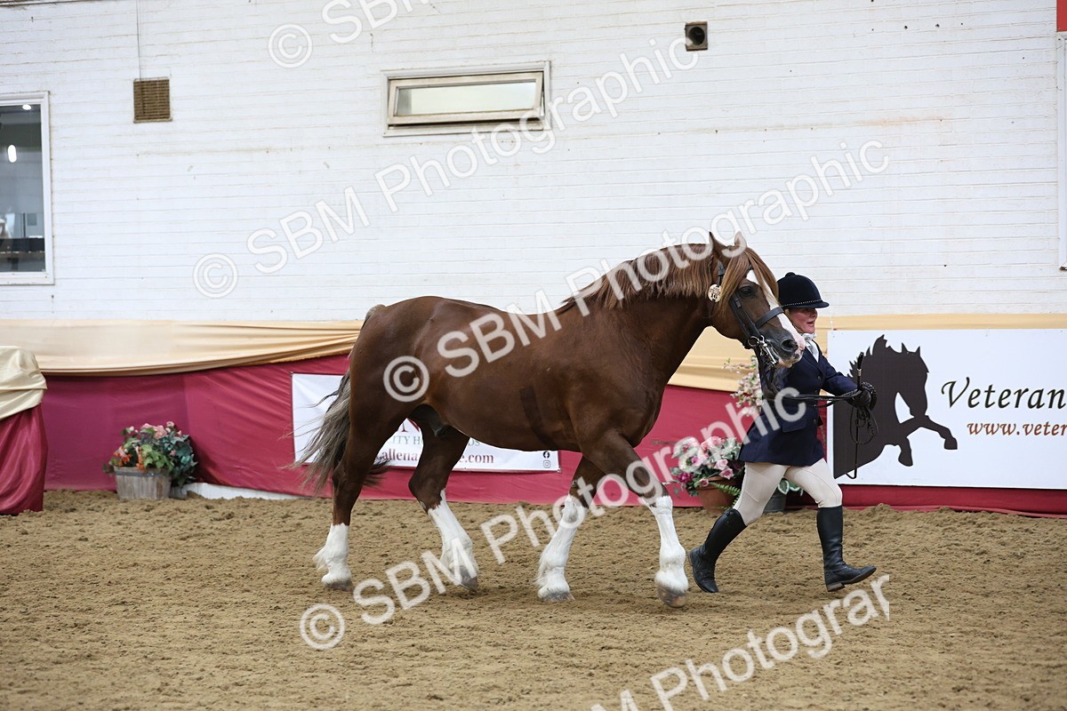 SBM_23661 - class 906 - Supreme Final - Ridden Pre Vet