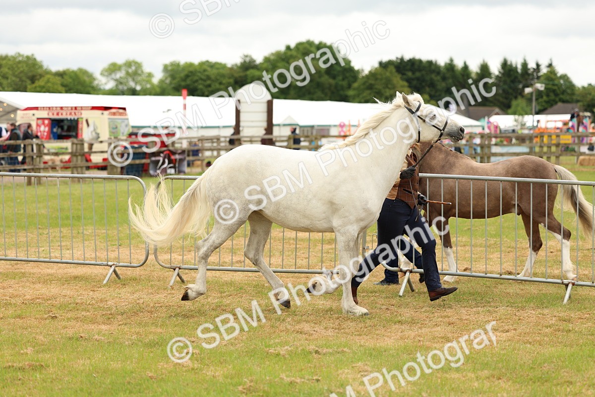 SBM_04164 - Class 64-67 - Shetland Pony In Hand