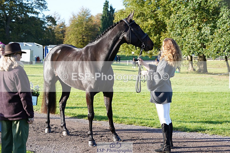 241026-100908-11648 - 002-Ellie.Fredericks-BRITANNIA'S.OLIVE