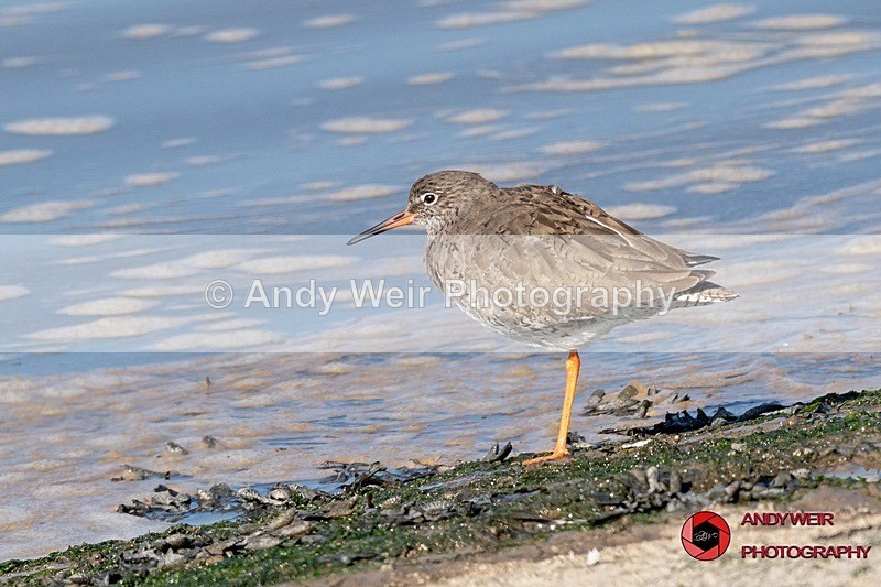 190328-untitled-8E0A4501 - Redshank