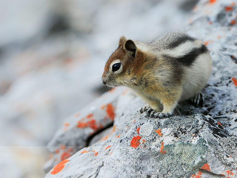 Golden-mantled Ground Squirrel, Sulphur Mountain, Banff, Canada - Squirrel