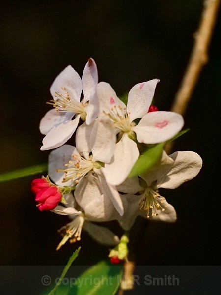 Close Up Of Crab Apple  Blossom In My Garden - NEW GALLERY AS A SOUTH AFRICAN RESIDENT