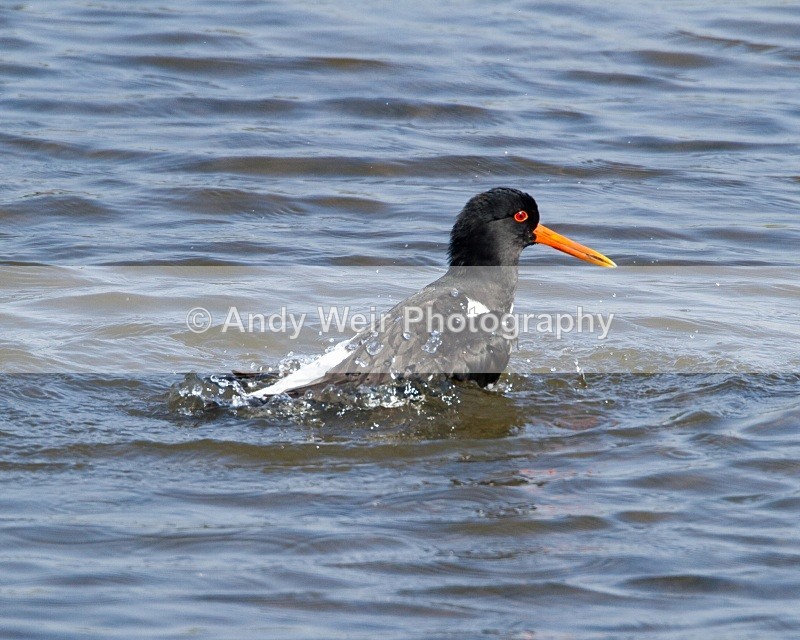 20110422-IMG_4740 - Oyster Catcher