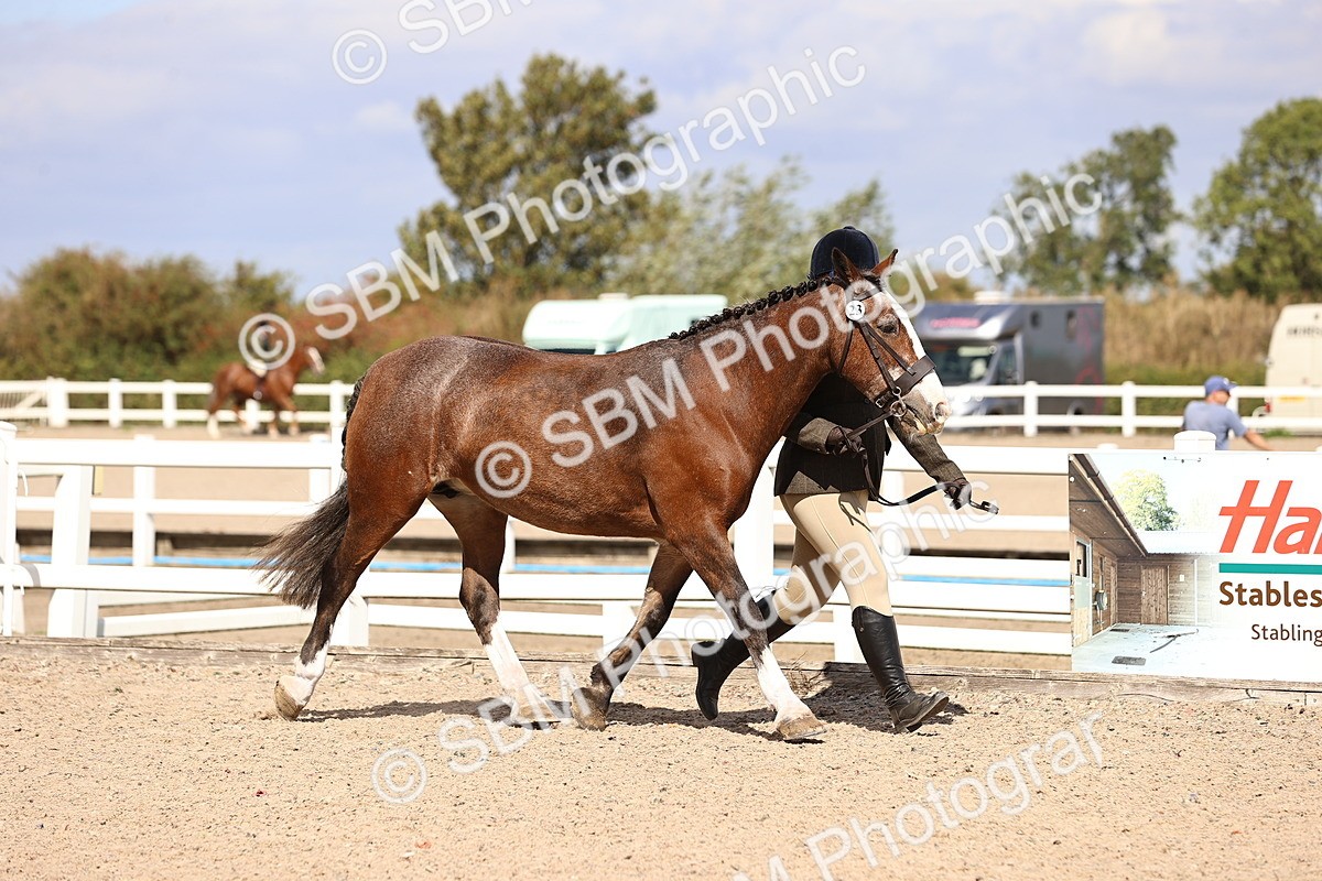SBM_14265 - Class 411 - Prettiest Mare (IH OR Ridden) Adult