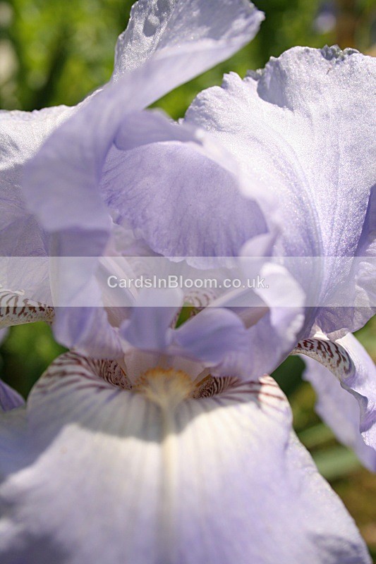 Iris 1008 - IRISES
