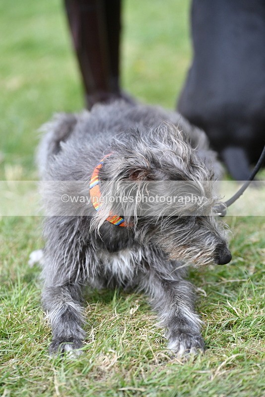 WJ5_9233 - Class 1 Best Cross Breed / Heniz 57