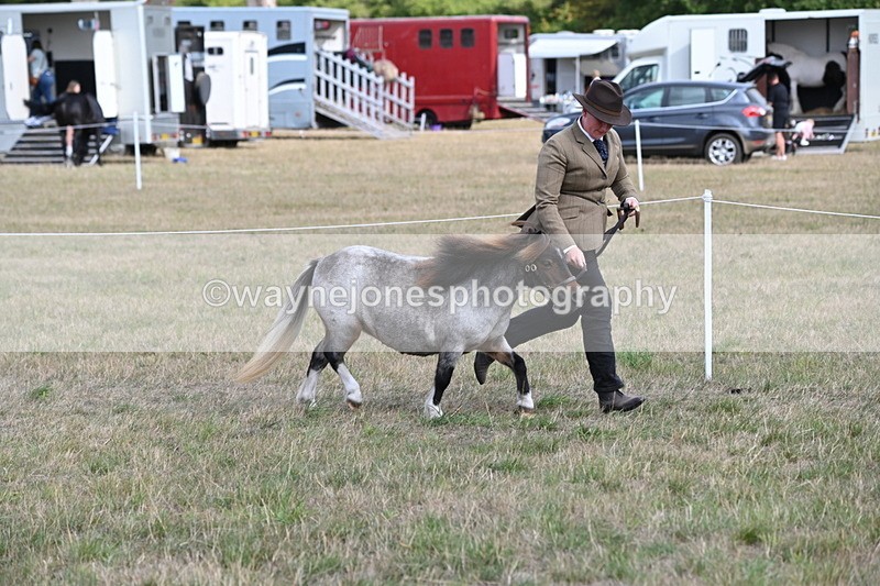 WJ6_6857 - Class 21 Shetland & Mini Horses