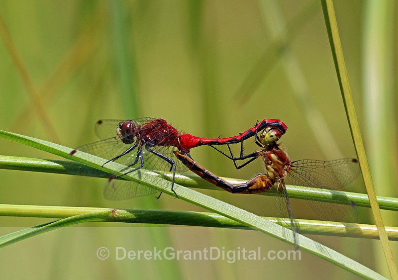 Sympetrum obtrusum - mating pair - Dragonflies of Atlantic Canada