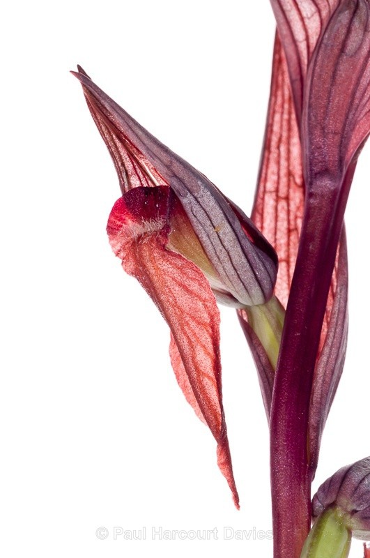  - WB: Orchids - Various