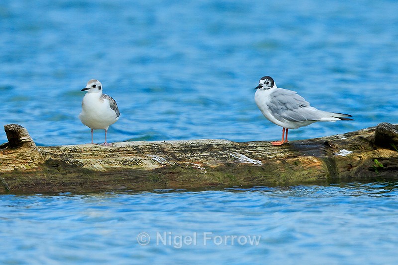 Bonaparte's Gull (juvenile & 1st summer), Knight Inlet, Canada - Bonaparte's Gull