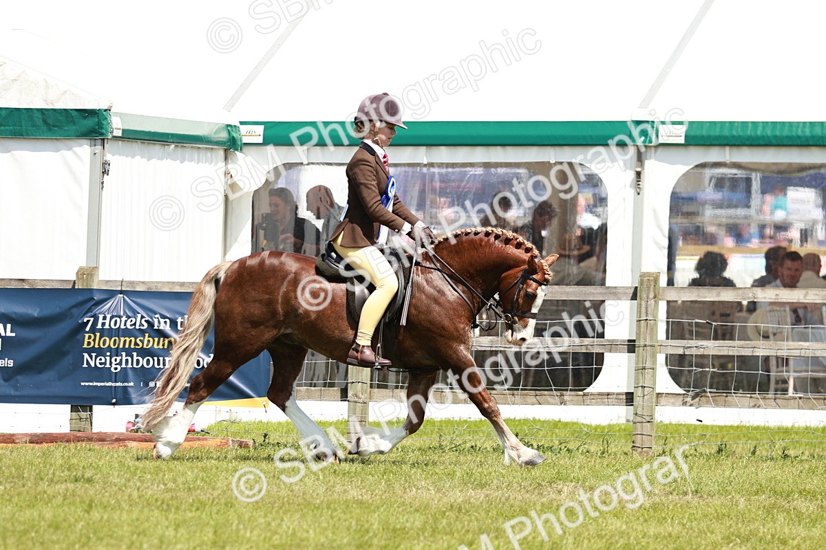 SBM_15830 - Class 108-109 - BSPS LIHS Open Gradle & Nursery Stakes