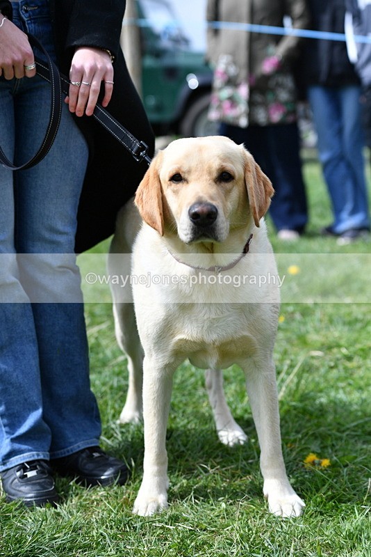 WJ5_9790 - Class 3 Most Handsome Dog