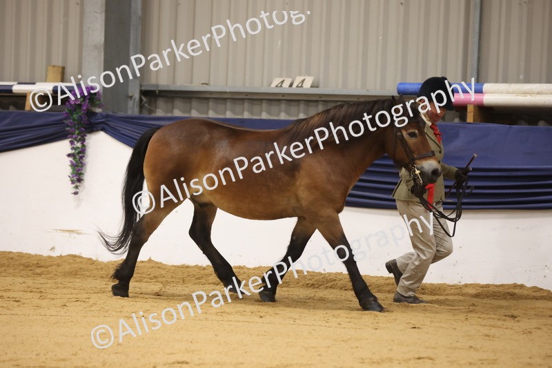 20260913-1080 - Class 109 - Bred On Exmoor In Hand