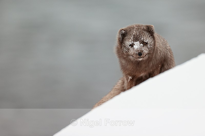 Arctic Fox (male) on slope, Hornstrandir, Iceland - Arctic Fox