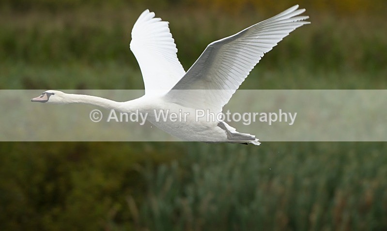 20121001-_MG_0509 - Swans
