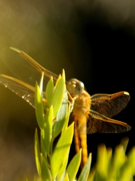 Lit Dragon - Insects and Spiders