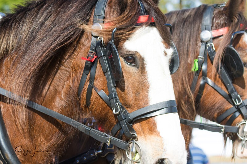 Clydesdale tacked up portrait 2. 0A3A8052 - 2025 Senic Rim Clydesdale Spectacular