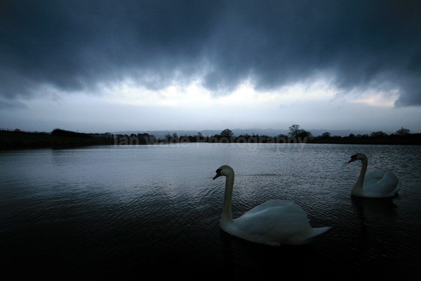 Swan Lake _S071 - Somerset landscape Photography
