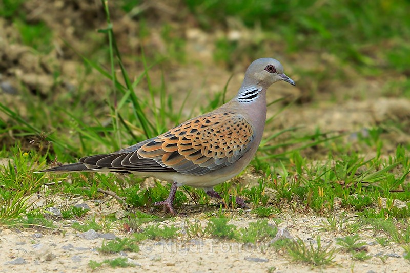 Turtle Dove on the ground near the cattle pens at Otmoor RSPB - Turtle Dove