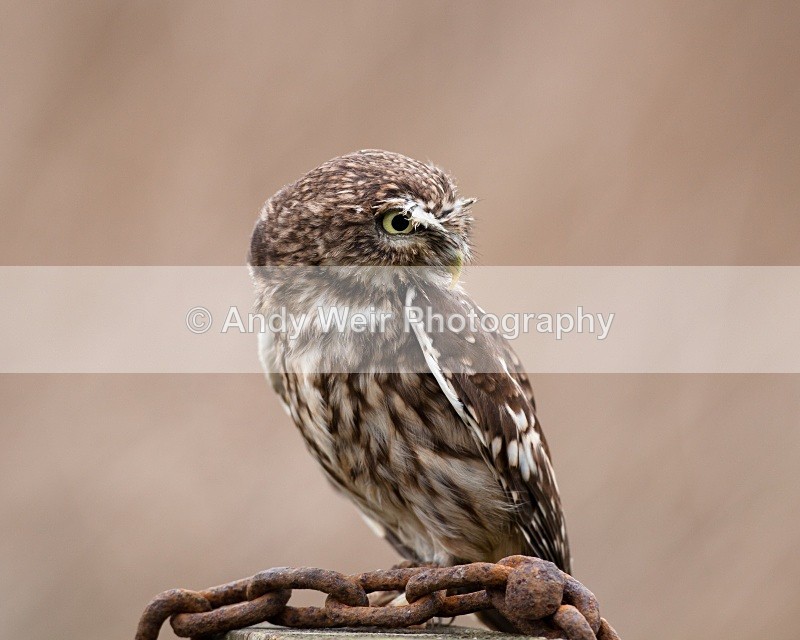 20110312-IMG_1274 - Little Owl