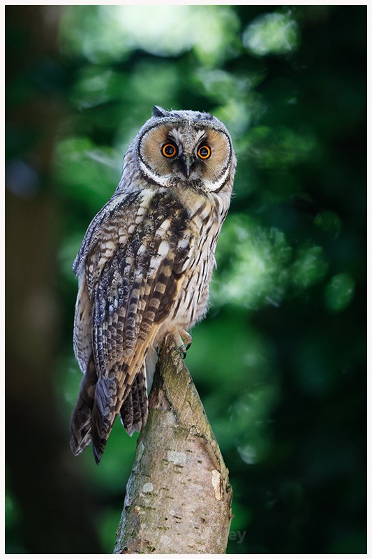 Long Eared Owl Portrait - Latest Work