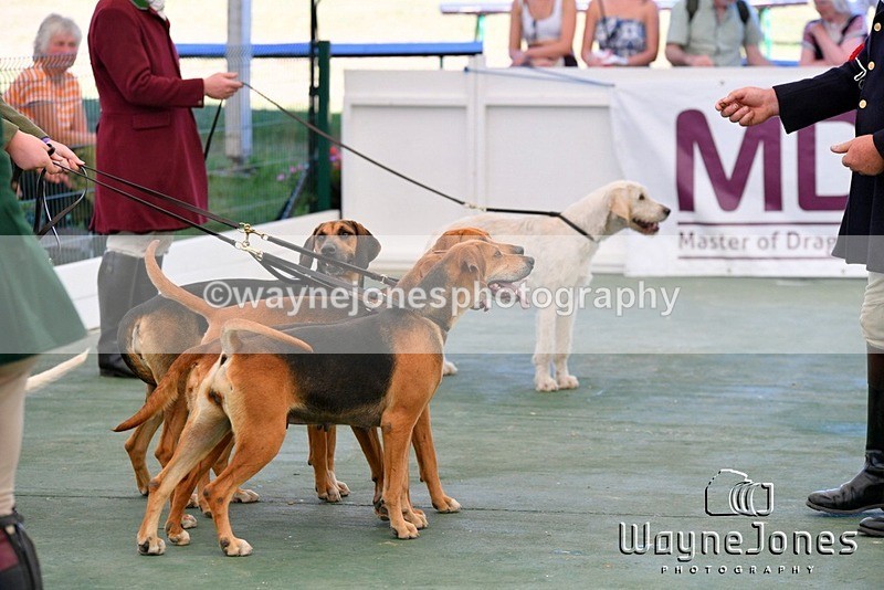 WJ5_1124 - Berks & Bucks at the Great Yorkshire Show 2025