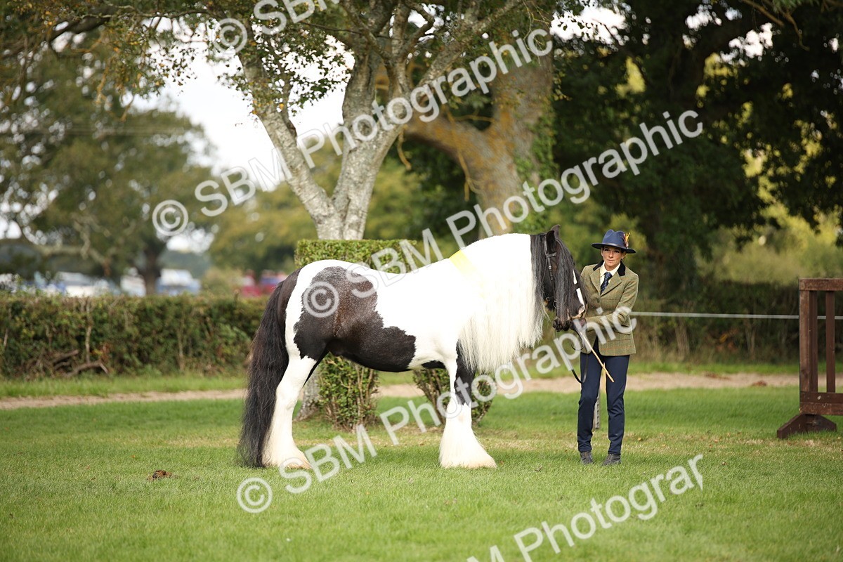 SBM_62940 - In Hand Horse Supreme Championship